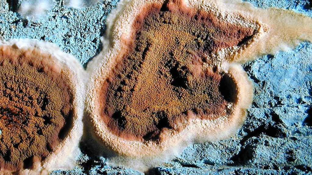 Mérule cave